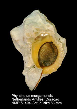 Phyllonotus margaritensis.jpg - Phyllonotus margaritensis(Abbott,1958)